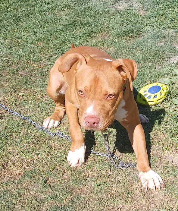 Champion Animal Hospital 6