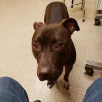 Countryside Veterinary Service - Large Animal ico