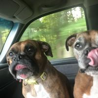 Lordstown Veterinary Clinic ico