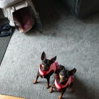VIP Petcare Vaccination Clinic ico