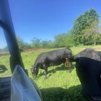 Pike County Veterinary Clinic ico