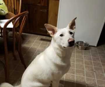 Get Spot A Shot Pet Clinic