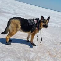 Southwest City Vet Clinic ico