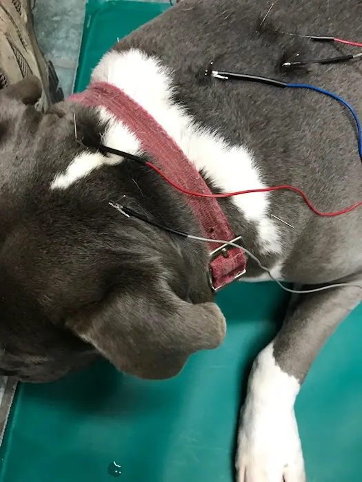 Balance Integrative Veterinary Care 2