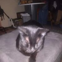 Eastside Animal Clinic ico