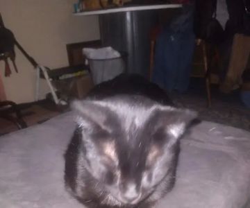 Eastside Animal Clinic