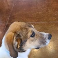 Country View Animal Care Center ico