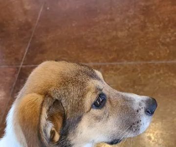 Country View Animal Care Center