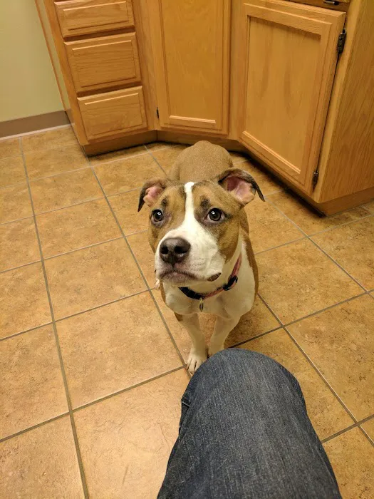 Bella Vista Animal Hospital 7