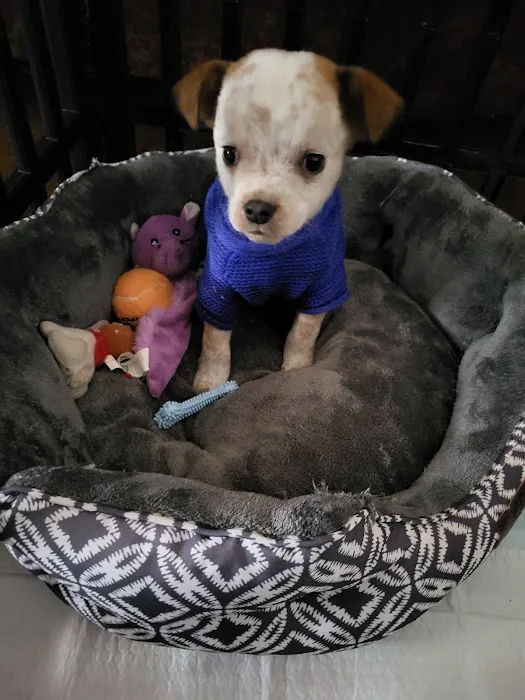 Bella Vista Animal Hospital 9