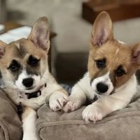 Bella Vista Animal Hospital ico