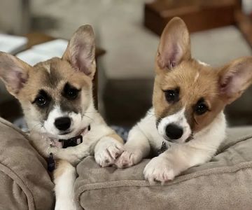 Bella Vista Animal Hospital