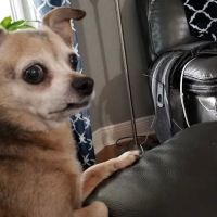 Grant Veterinary Clinic ico