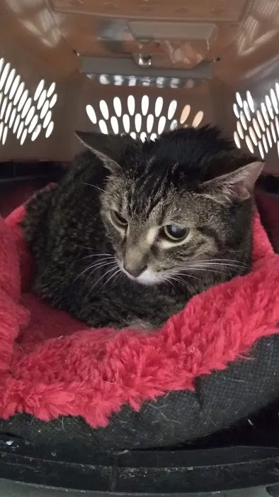Village Pet Hospital: Hayden Patrick DVM 3