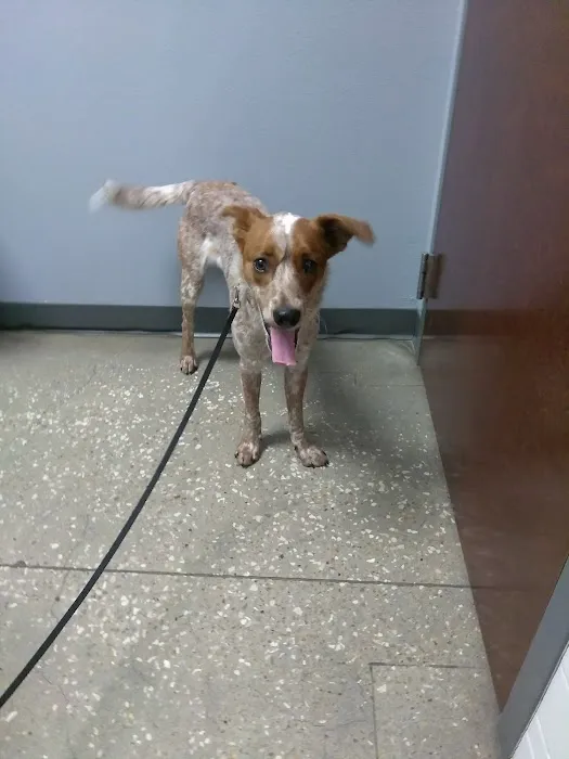 Village Pet Hospital: Hayden Patrick DVM 5