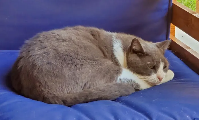 Village Pet Hospital: Hayden Patrick DVM 7