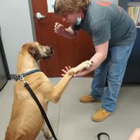 Village Pet Hospital: Hayden Patrick DVM ico