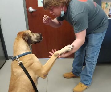 Village Pet Hospital: Hayden Patrick DVM