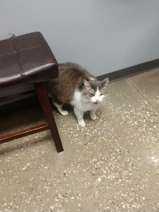 Village Pet Hospital: Hayden Patrick DVM 6