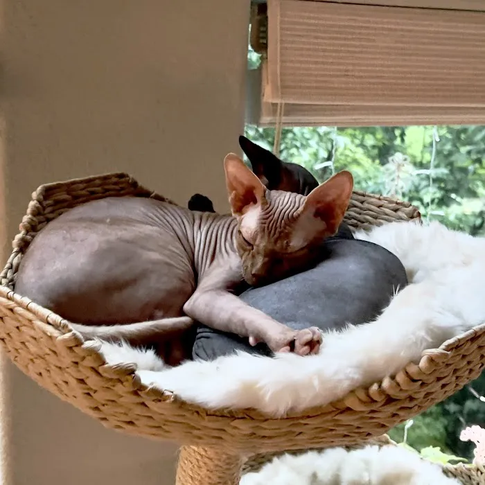 Village Pet Hospital 3