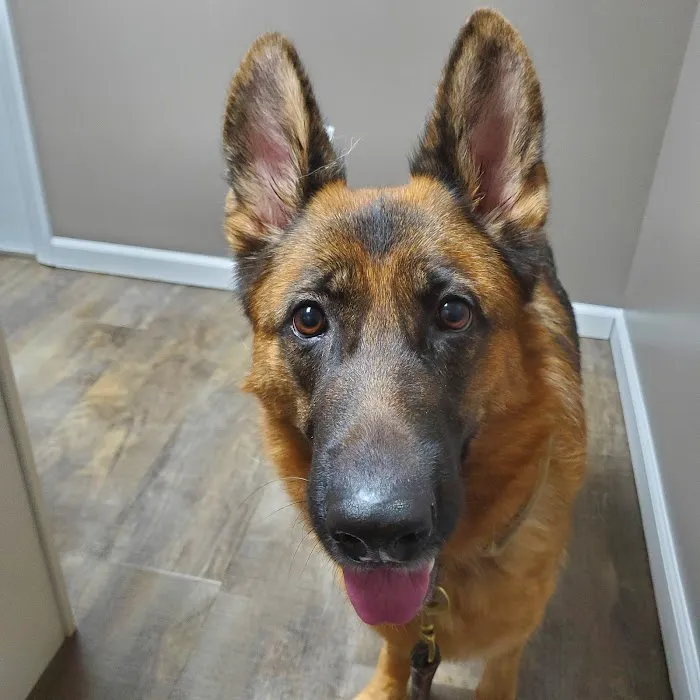 Williams Veterinary Clinic 1