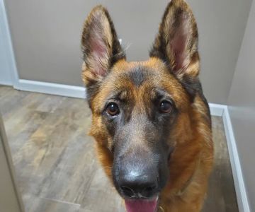 Williams Veterinary Clinic