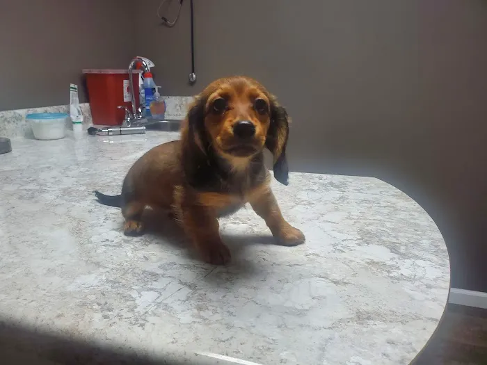 Williams Veterinary Clinic 5
