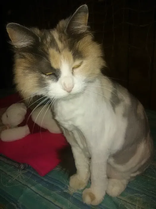 Lyon County Animal Hospital 10