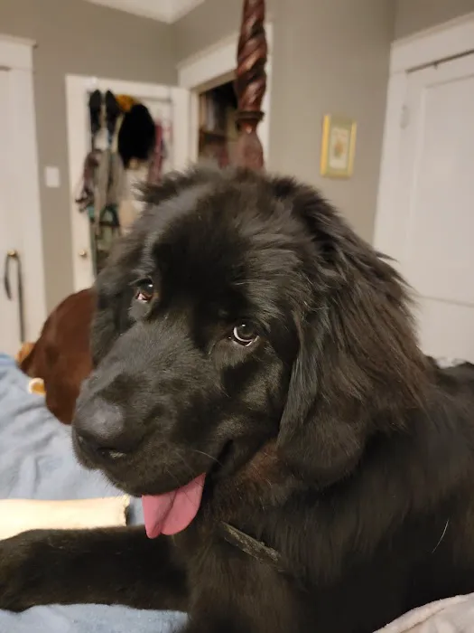 Luna Veterinary Services 9