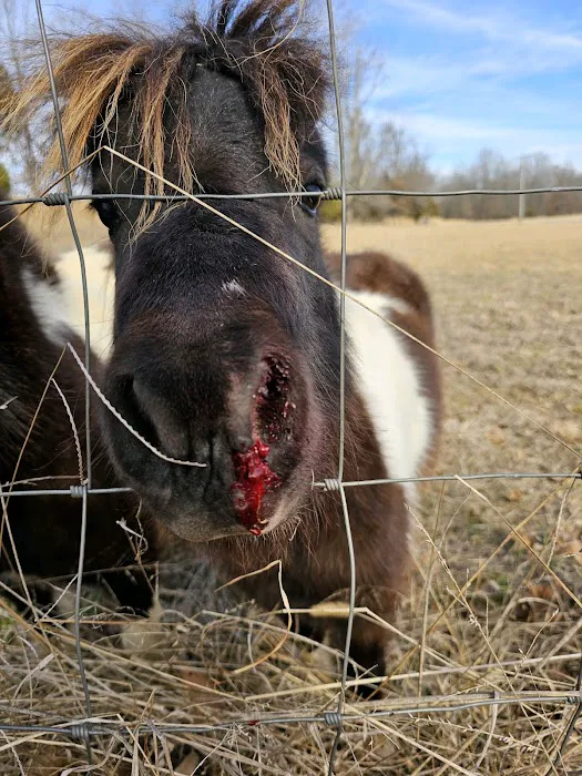 Luna Veterinary Services 4