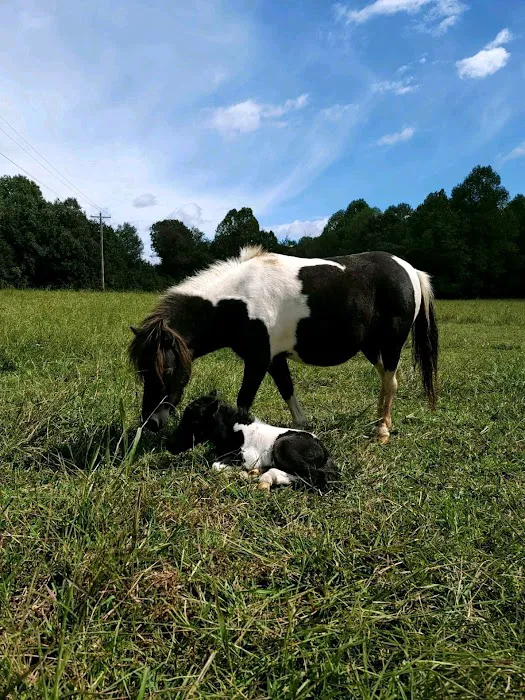 Luna Veterinary Services 5