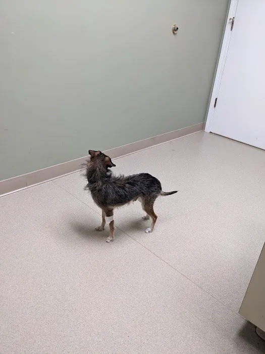 Greenville Animal Hospital 9
