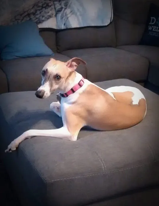 Greenville Animal Hospital 6