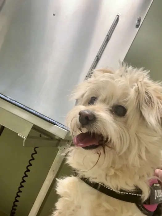 Greenville Animal Hospital 2
