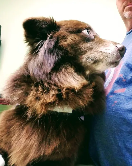 Greenville Animal Hospital 5