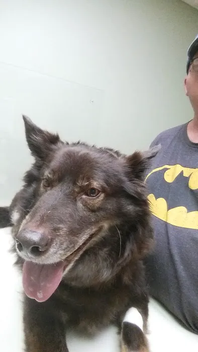 Greenville Animal Hospital 3