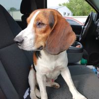Muhlenberg County Animal Hospital ico