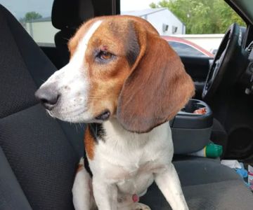 Muhlenberg County Animal Hospital