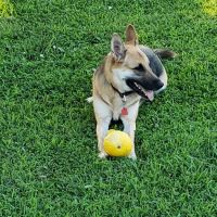 Southside Veterinary Clinic ico