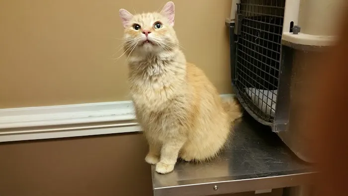 Southside Veterinary Clinic 7