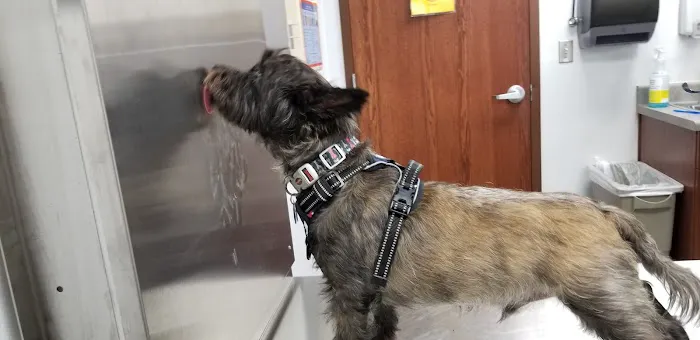 Fort Cavazos Veterinary Center 1