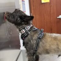 Fort Cavazos Veterinary Center ico
