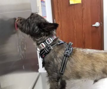 Fort Cavazos Veterinary Center
