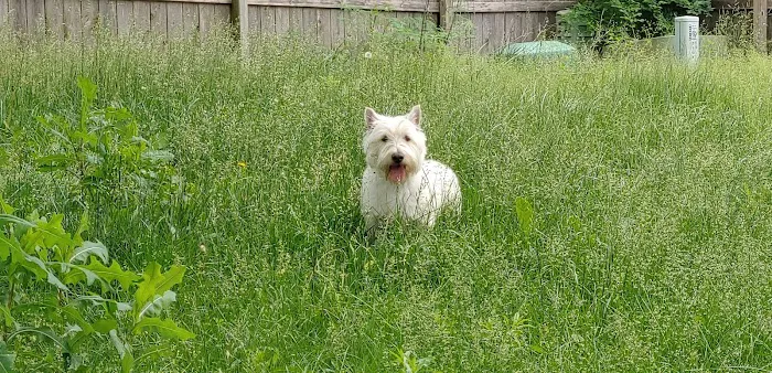 Fort Cavazos Veterinary Center 5