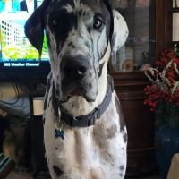 Sweetwater Veterinary Clinic ico