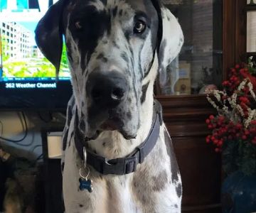 Sweetwater Veterinary Clinic