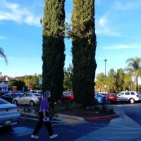Dog and Cat Hospital Calabasas ico