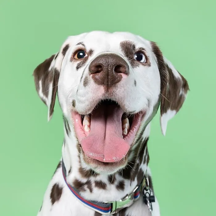 Dog and Cat Hospital Calabasas 4