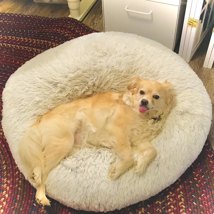 Dog and Cat Hospital Calabasas 5