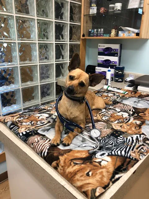 Windy Hollow Veterinary Clinic 2